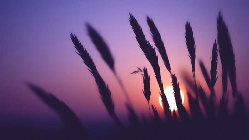 Wheat Stalks at Sunset — Purple, Serene, Photograph