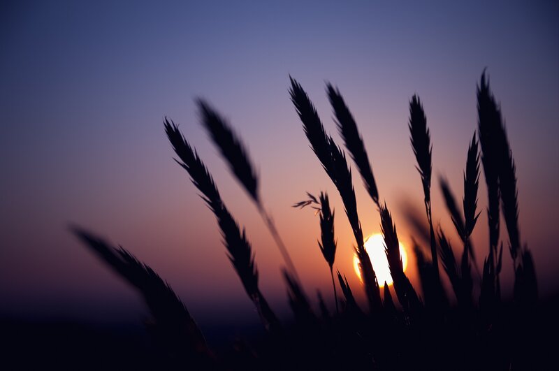 Wheat Stalks at Sunset — Purple, Serene