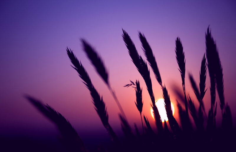 Wheat Stalks at Sunset — Purple