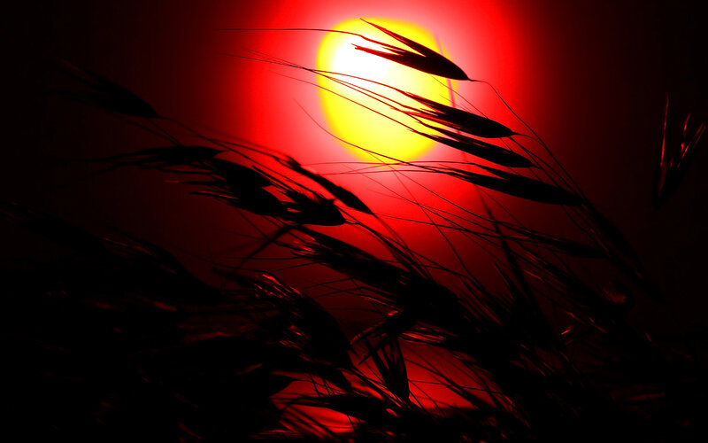 Wheat Stalks at Sunset — Red