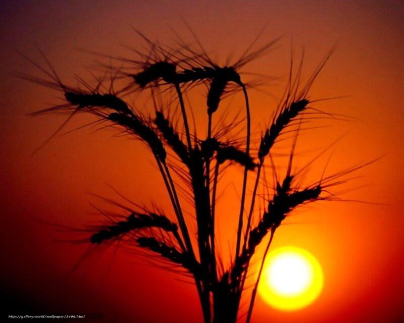wheat stalks at sunset