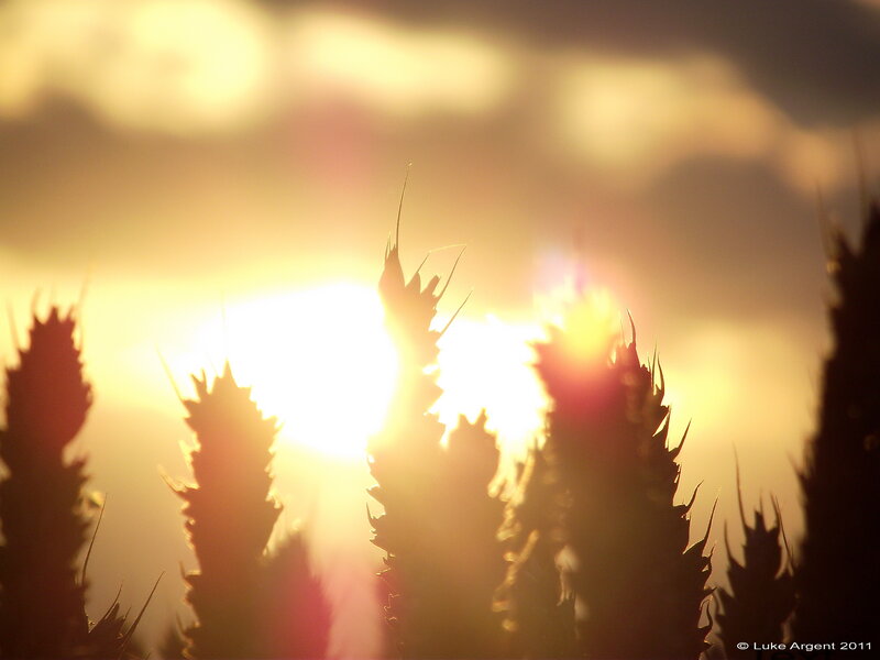 Wheat Stalks at Sunset — Yellow