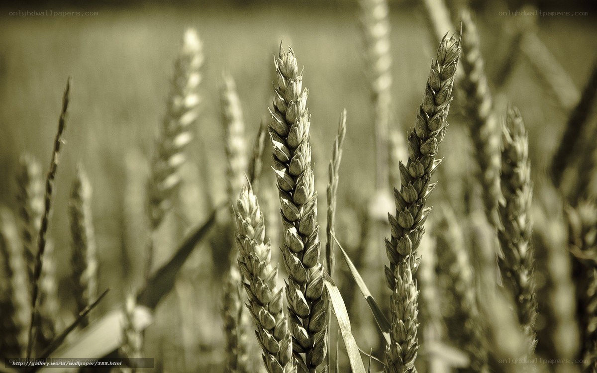Wheat stalks in a field