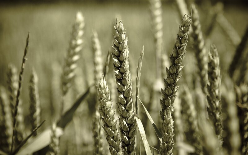 wheat stalks in a field