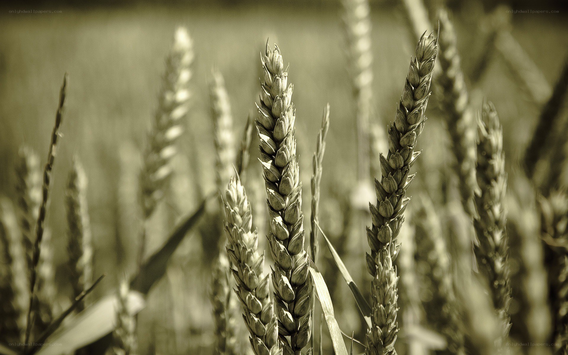wheat stalks in a field
