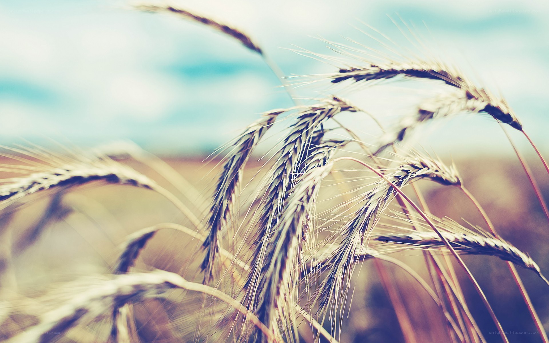 Wheat stalks in a field