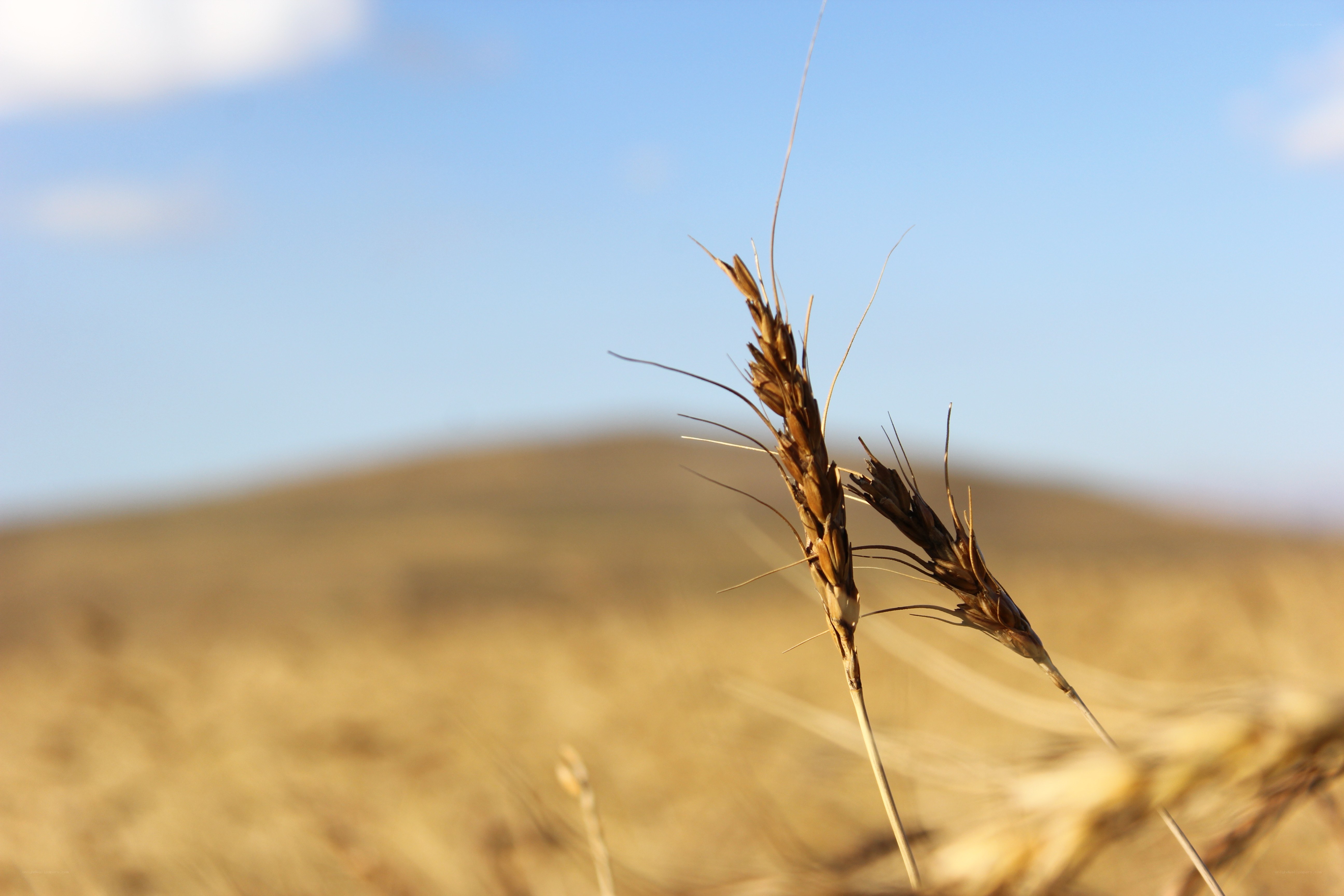 Wheat stalks in a field