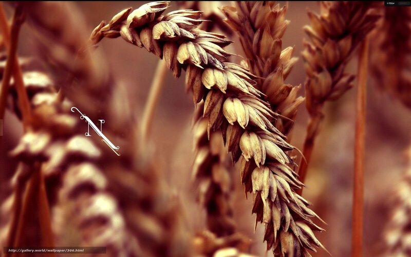 Wheat stalks in a field