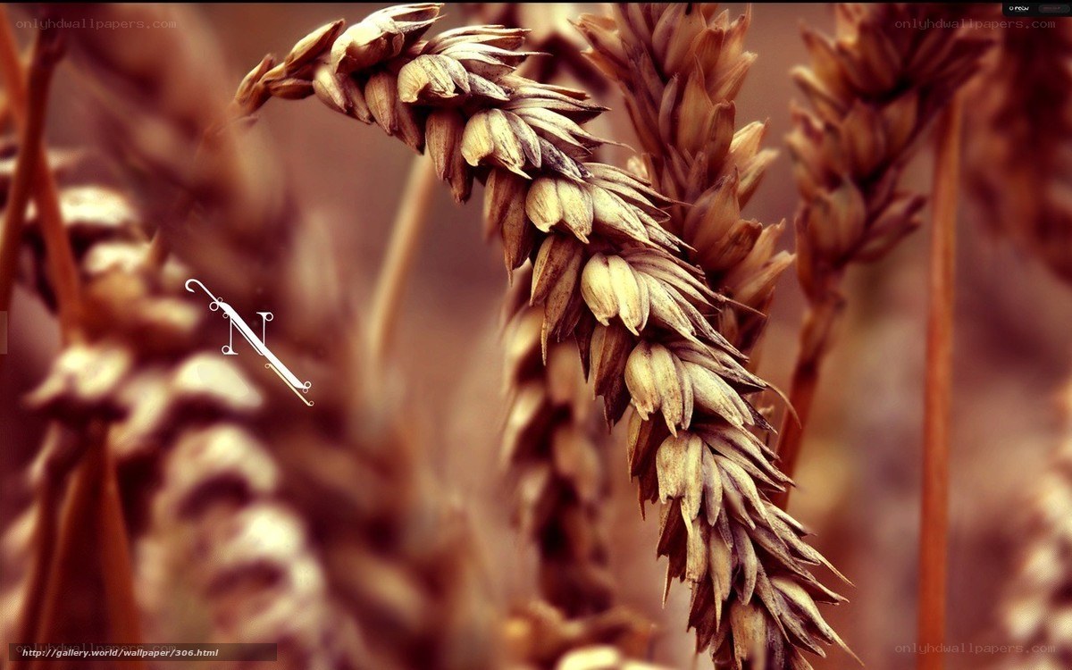 Wheat stalks in a field