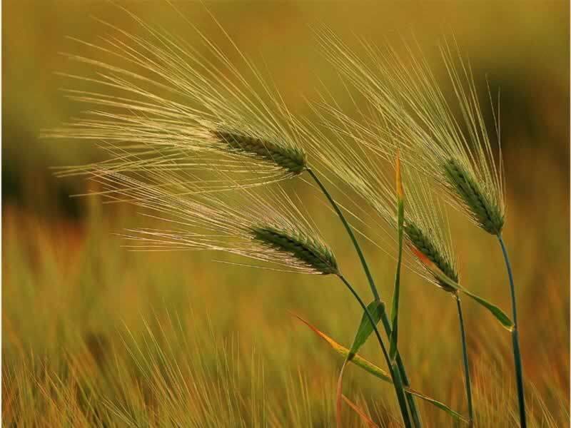 Wheat stalks in a golden field