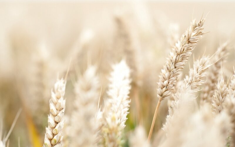 Wheat Stalks in Field — Beige