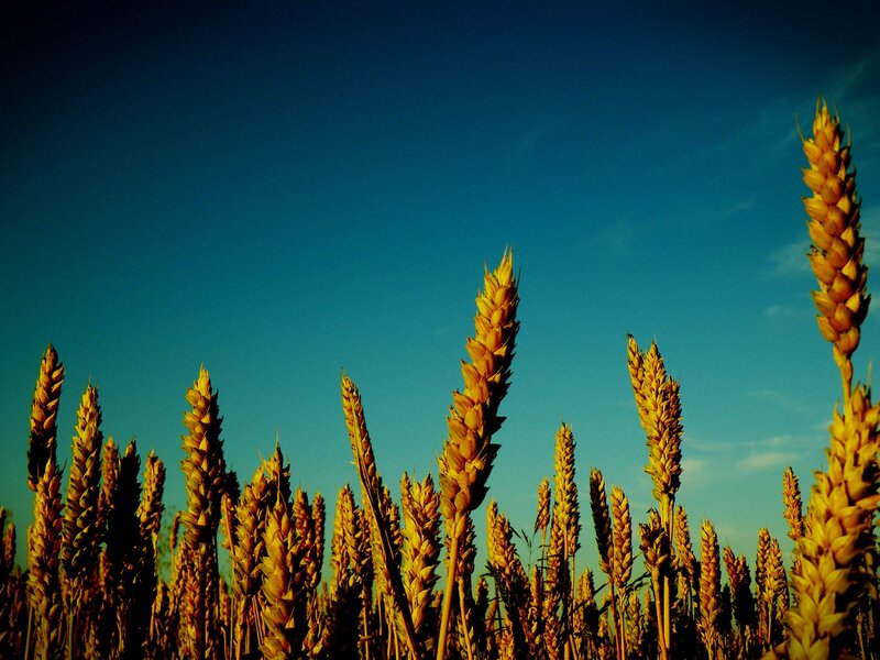 Wheat Stalks in Field — Blue, Serene, Sunset