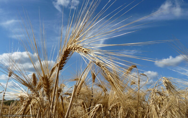 Wheat Stalks in Field — Blue