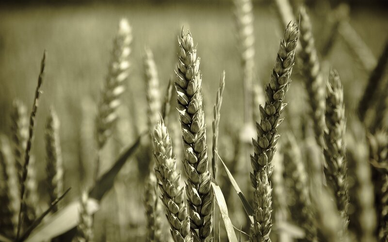 Wheat Stalks in Field — Brown, Serene, Afternoon, Photograph