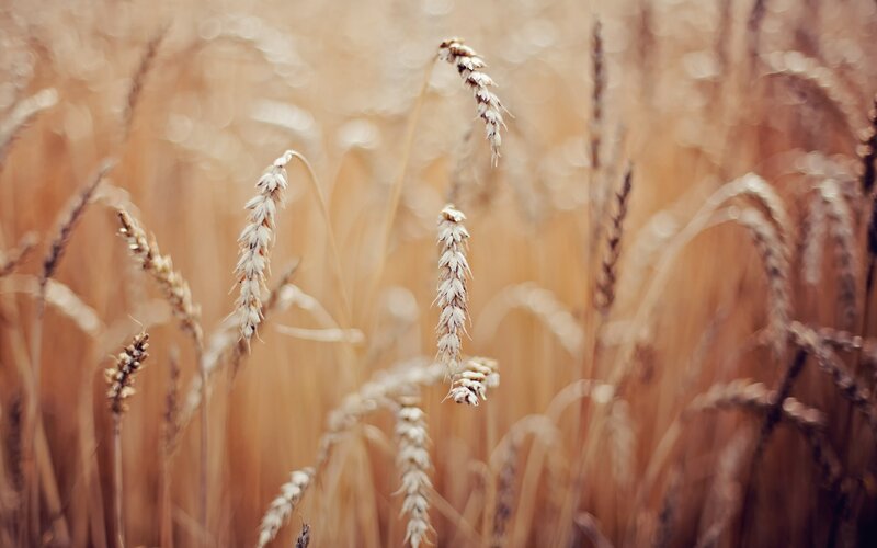 Wheat Stalks in Field — Brown, Serene, Afternoon