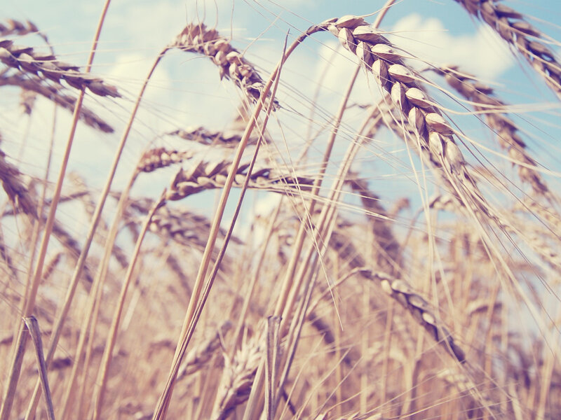 Wheat Stalks in Field — Brown