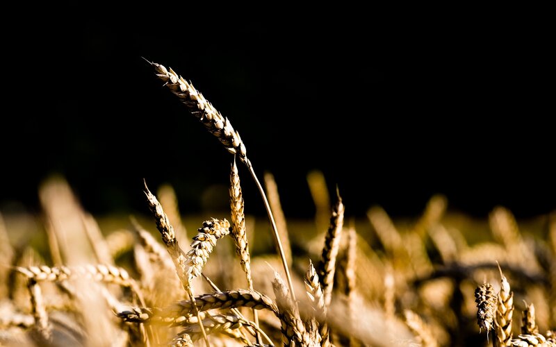 Wheat Stalks in Field — Gold, Dramatic