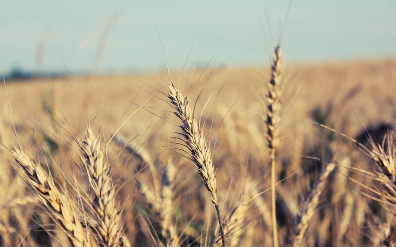 Wheat Stalks in Field — Gold, Serene, Afternoon, Photograph, Sky