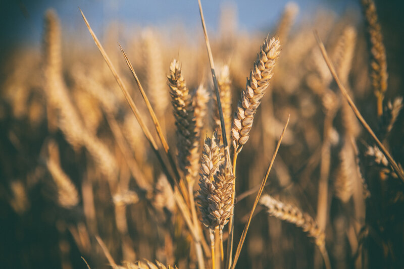 Wheat Stalks in Field — Gold, Serene, Afternoon, Photograph