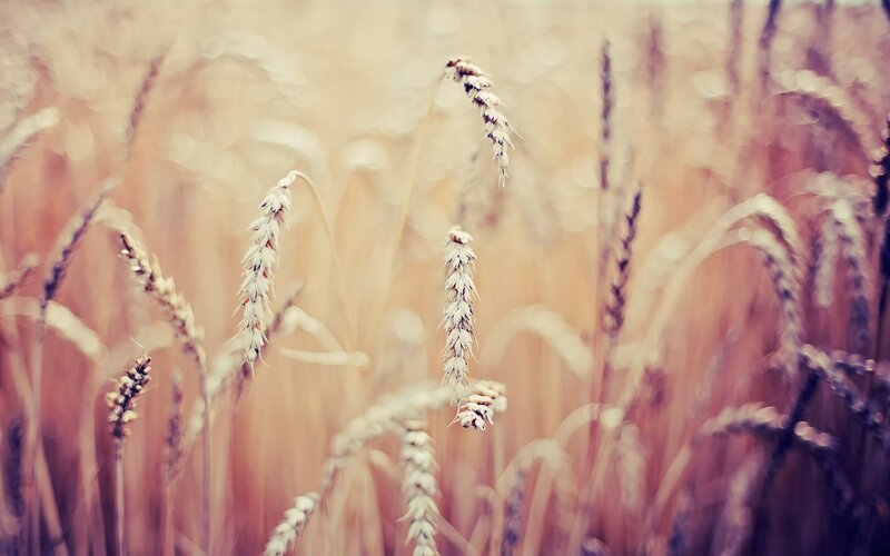 Wheat Stalks in Field — Gold, Serene, Afternoon