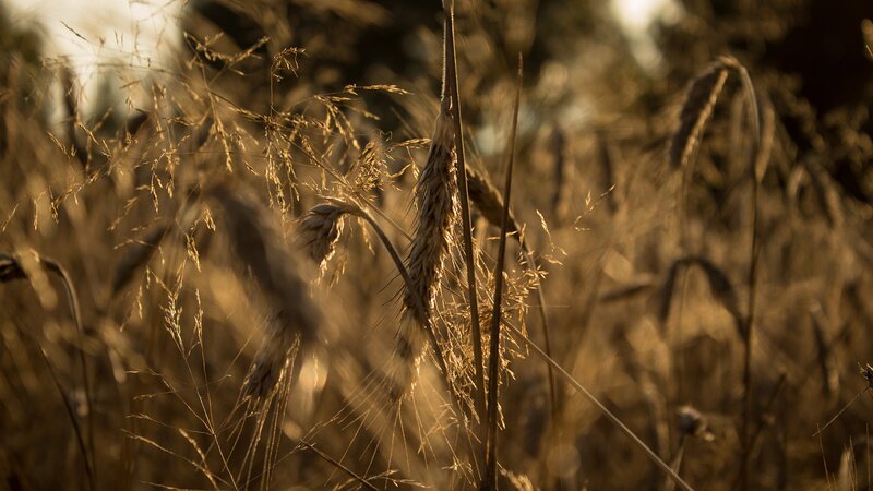 Wheat Stalks in Field — Gold, Serene, Sunset, Photograph, Grass