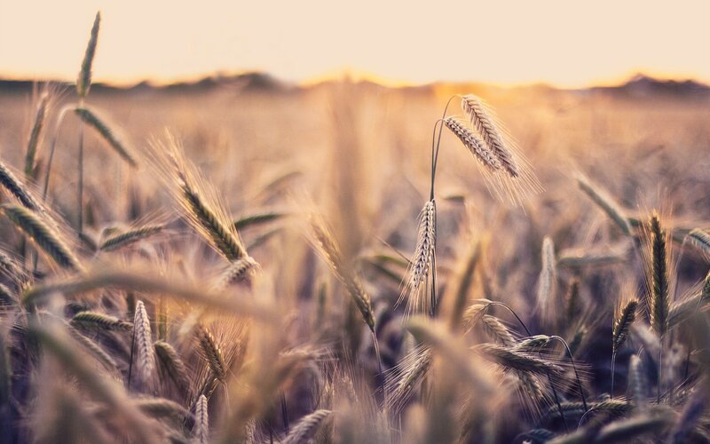 Wheat Stalks in Field — Gold, Serene, Sunset, Photograph, Sky, Sunlight