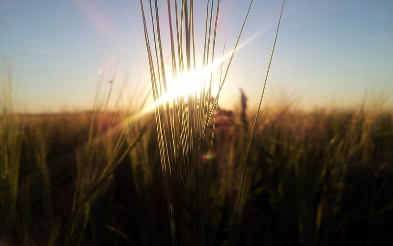 Wheat Stalks in Field — Gold, Serene, Sunset, Photograph, Sun, Sky