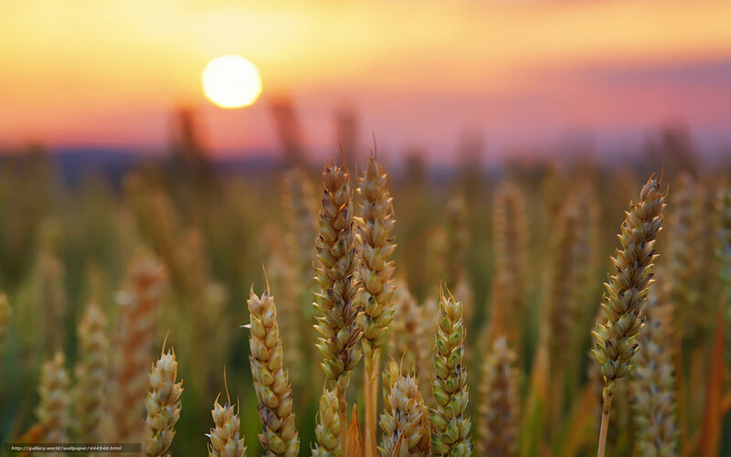 Wheat Stalks in Field — Gold, Serene, Sunset, Photograph, Sun