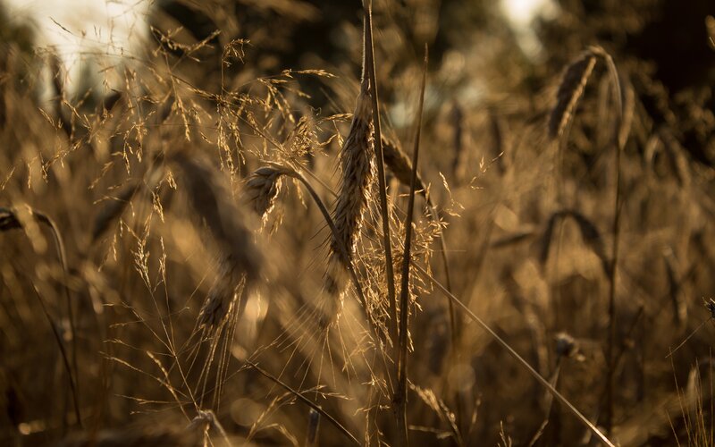 Wheat Stalks in Field — Gold, Serene, Sunset