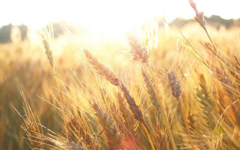 Wheat Stalks in Field — Gold, Serene