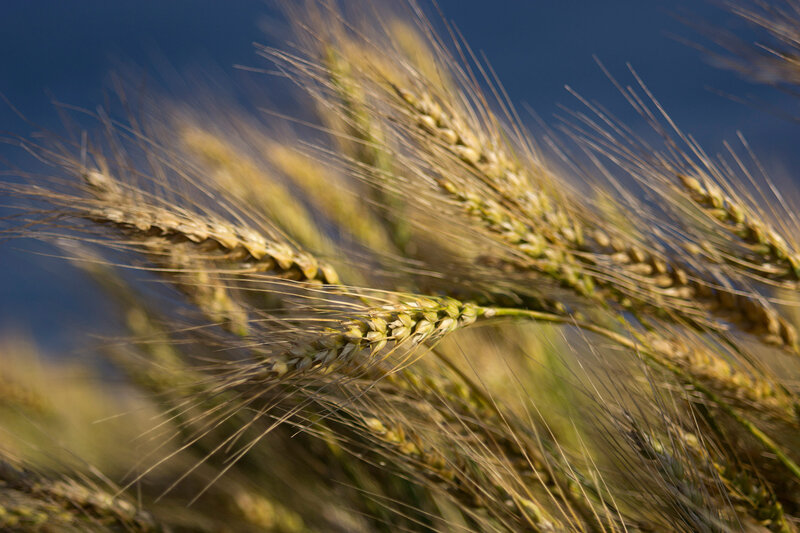 Wheat Stalks in Field — Gold