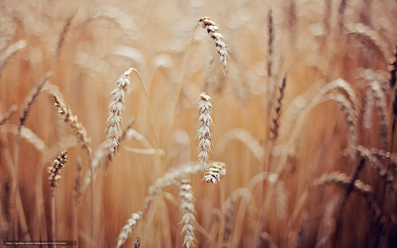 Wheat Stalks in Field — Golden, Serene