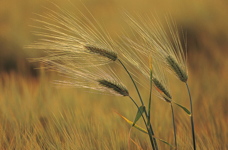 Wheat Stalks in Field — Golden