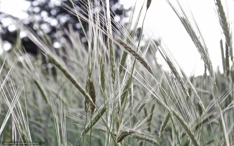 Wheat Stalks in Field — Green, Calm