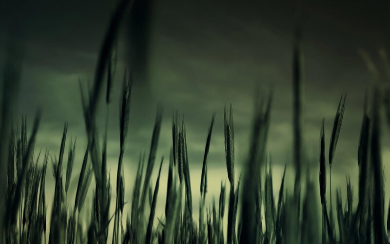 Wheat Stalks in Field — Green, Dramatic