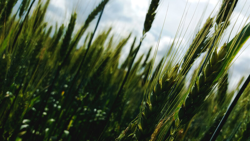 Wheat Stalks in Field — Green, Serene, Afternoon, Photograph, Sky
