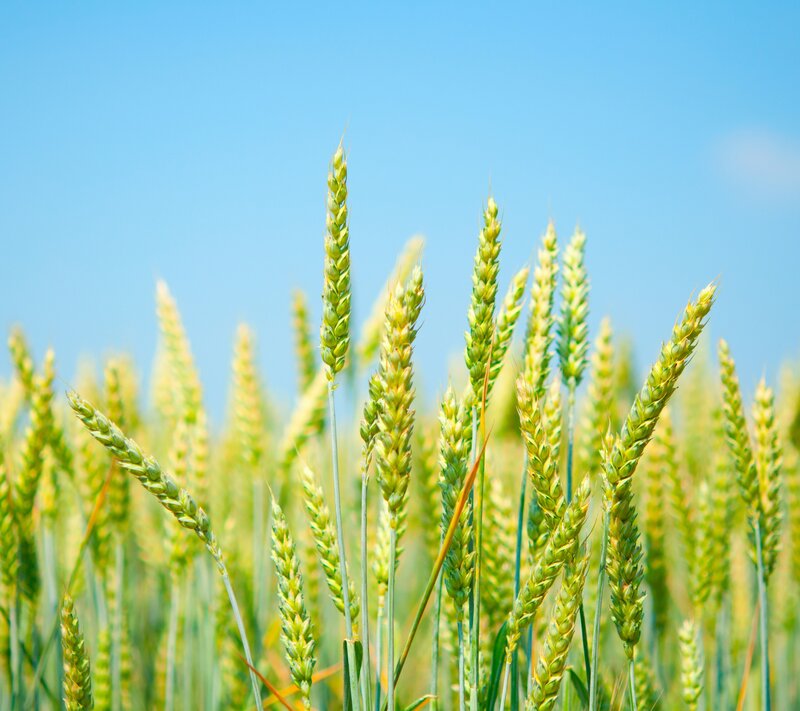 Wheat Stalks in Field — Green, Serene, Afternoon, Photograph