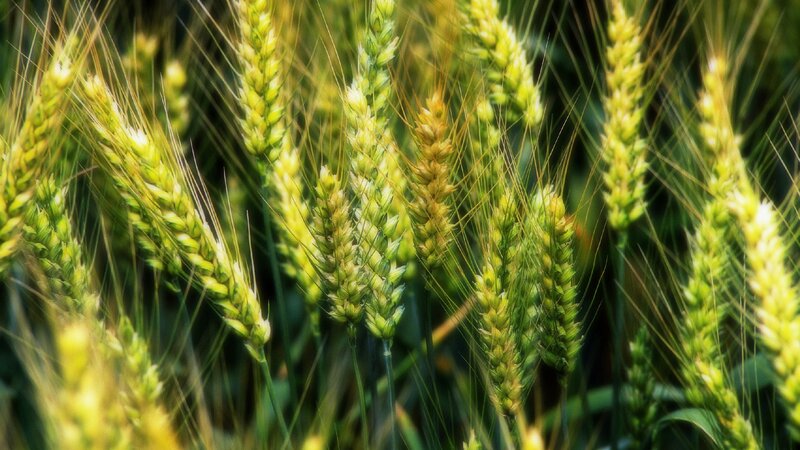 Wheat Stalks in Field — Green, Serene, Afternoon