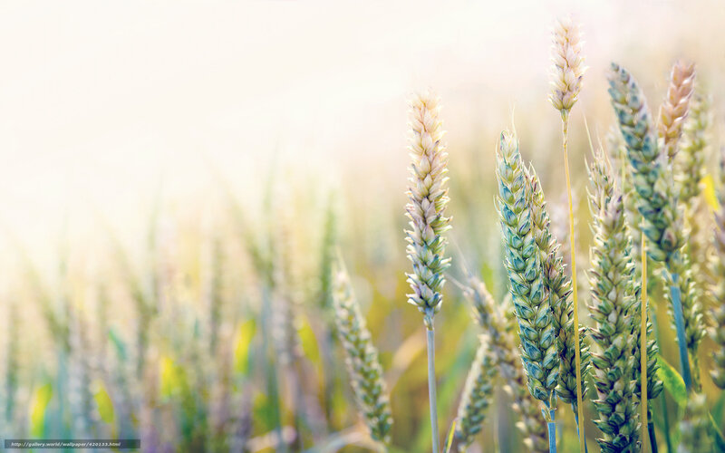 Wheat Stalks in Field — Green, Serene, Morning, Photograph, Sunlight