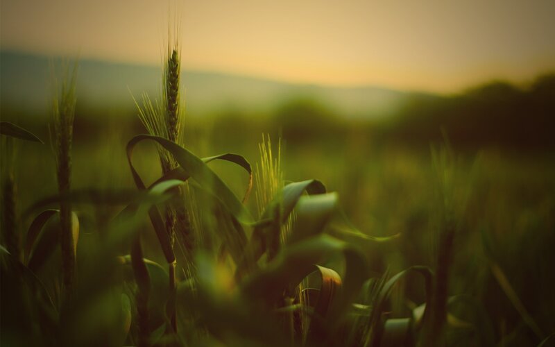 Wheat Stalks in Field — Green, Serene, Sunset
