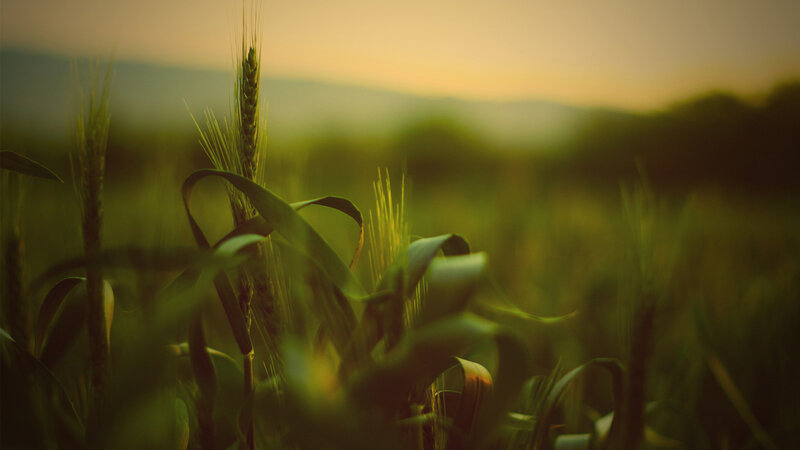Wheat Stalks in Field — Green, Serene