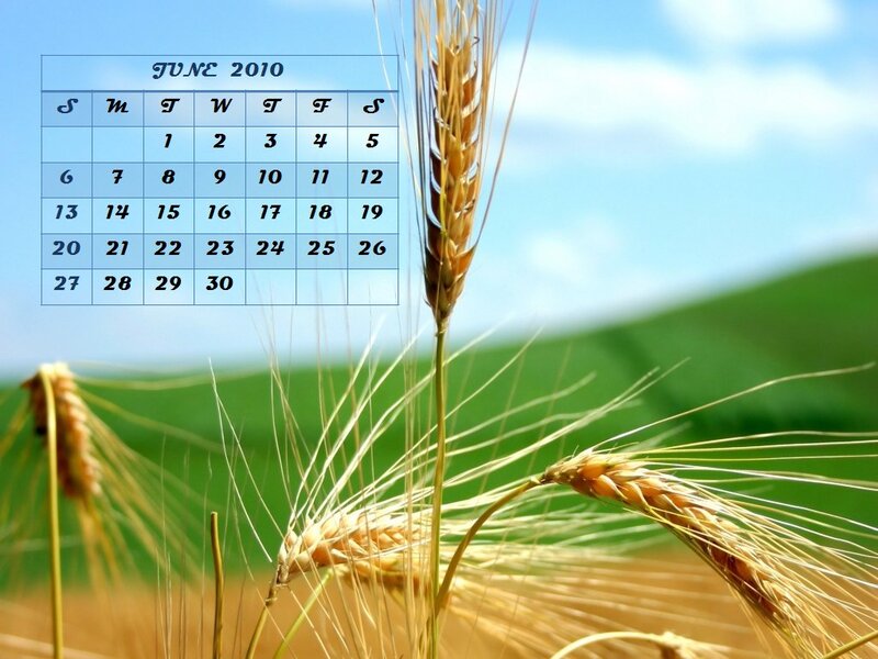 Wheat Stalks in Field — Green