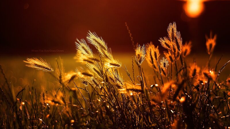Wheat Stalks in Field — Orange, Dramatic