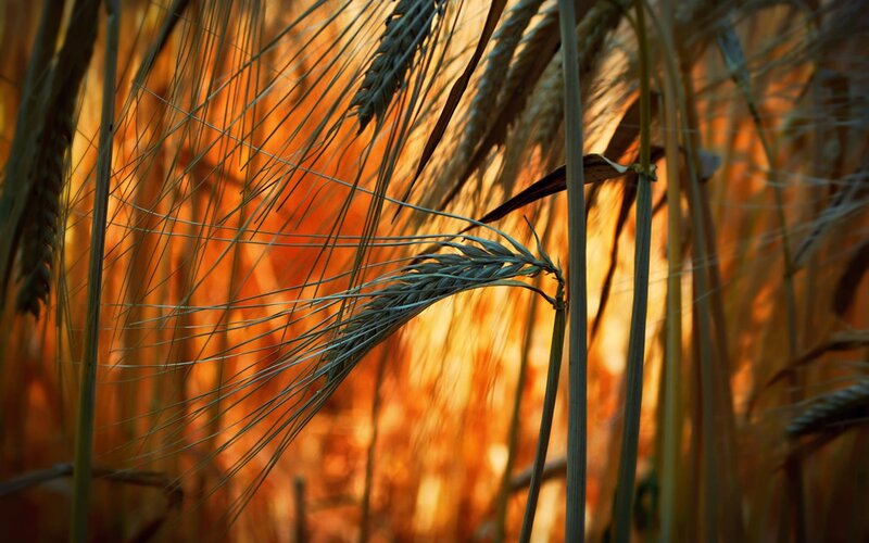 Wheat Stalks in Field — Orange