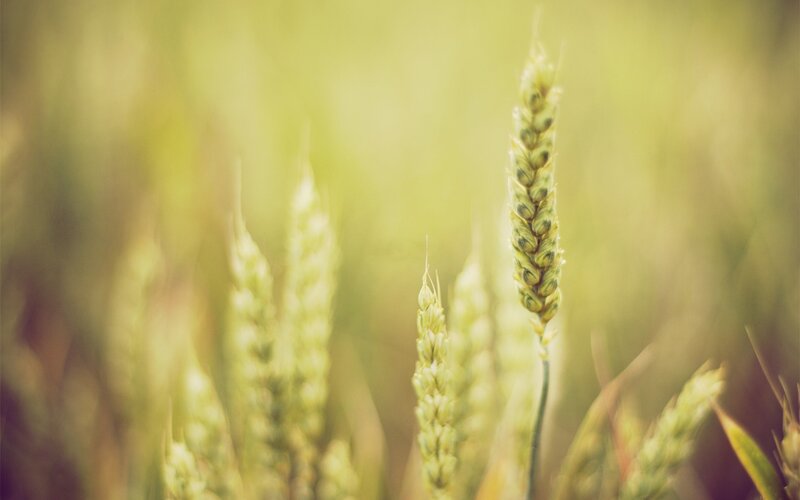 Wheat Stalks in Field — Serene