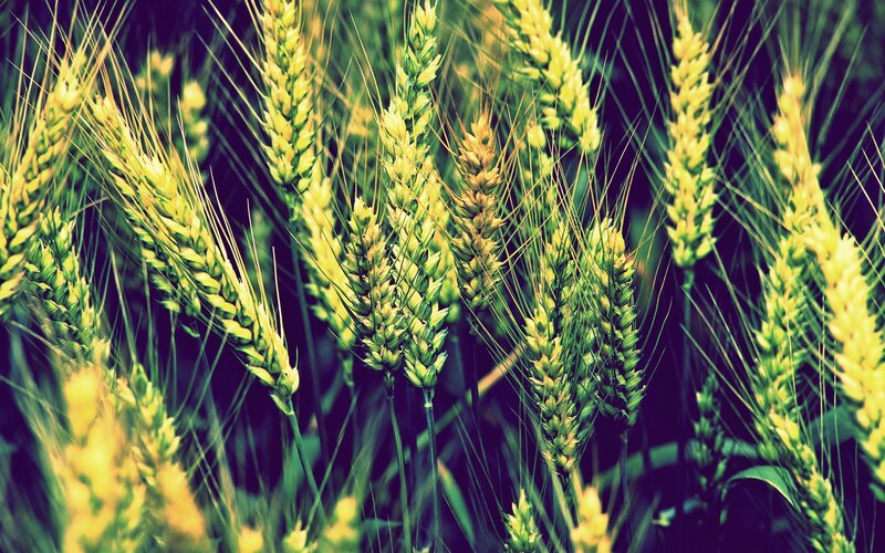 Wheat Stalks in Field — Yellow, Natural