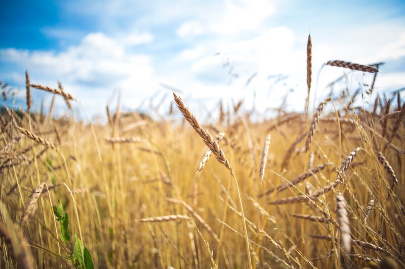 Wheat Stalks in Field — Yellow, Serene, Afternoon, Photograph, Sky, Clouds
