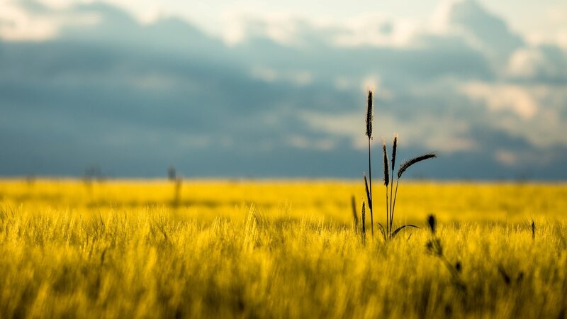 Wheat Stalks in Field — Yellow, Serene, Afternoon, Photograph, Sky