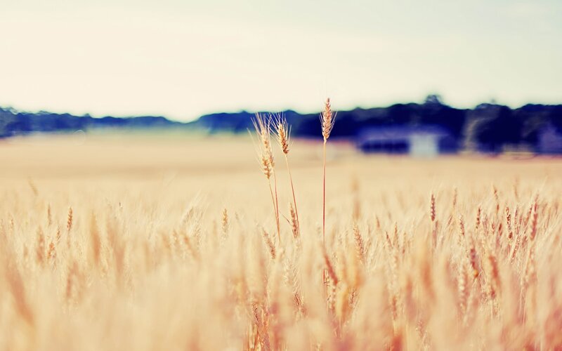 Wheat Stalks in Field — Yellow, Serene, Afternoon, Photograph, Sky, Trees