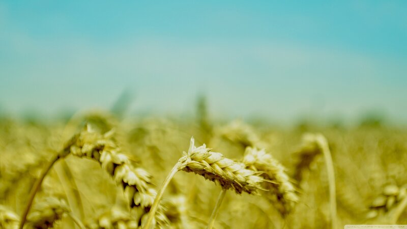 Wheat Stalks in Field — Yellow, Serene, Afternoon, Photograph